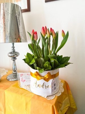 Tulipán Garden